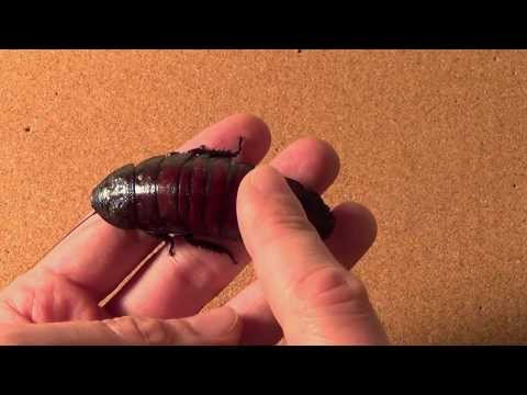 emberi parazita klip