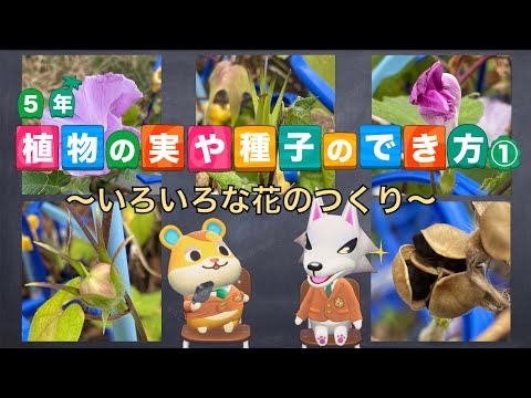 園芸 種子または穀粒の層別化