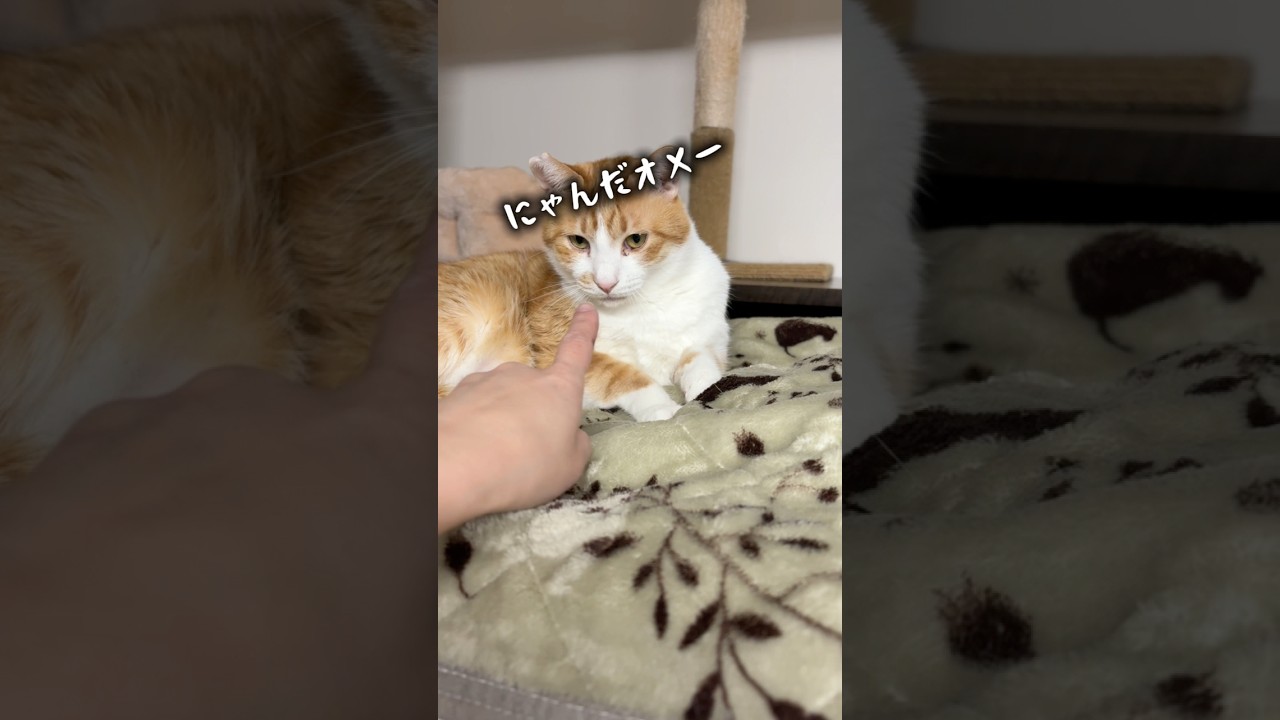 なんと、3兄弟一緒にトライアルが決まりました！サボ、頑張れ！🥹💓✨️ #保護猫 #飛騨高山 #猫のいる暮らし #保護猫カフェ