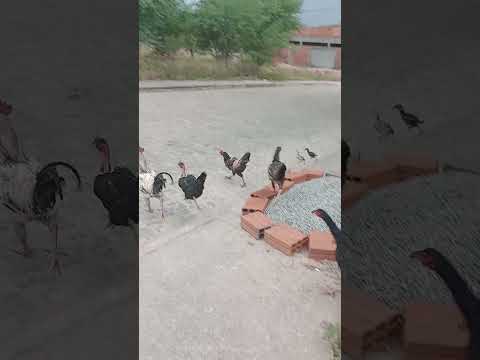 contendas do sincora Bahia