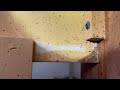 The Entire Bed Claimed by Bed Bugs in Cranbury, NJ