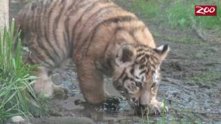 Tiger Cubs in the Yard for the First Time!