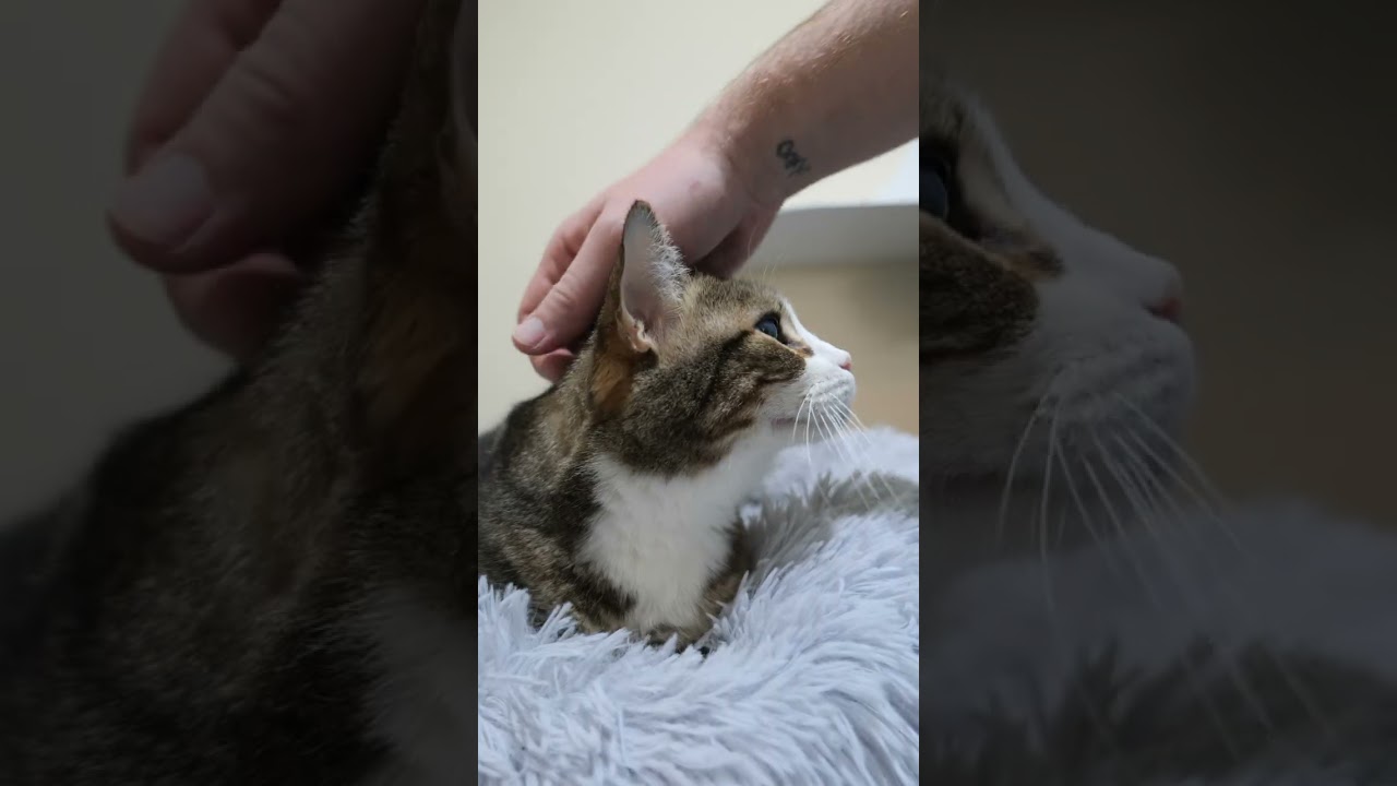 Wyck, a Adoptable Domestic Short Hair in Baltimore, MD video 6/6