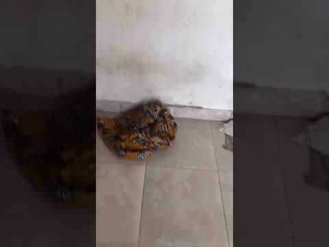 Mini flat  @ kudeibu estate