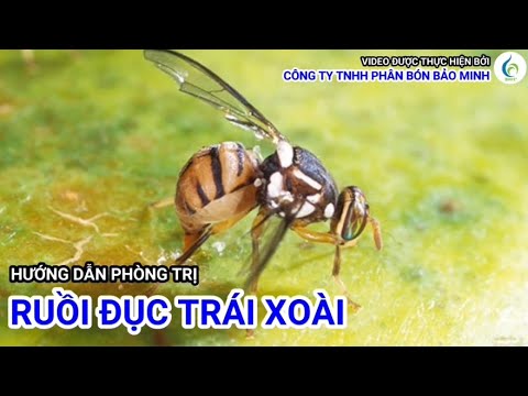 HƯỚNG DẪN PHÒNG TRỊ RUỒI ĐỤC TRÁI XOÀI | Bảo Minh FE