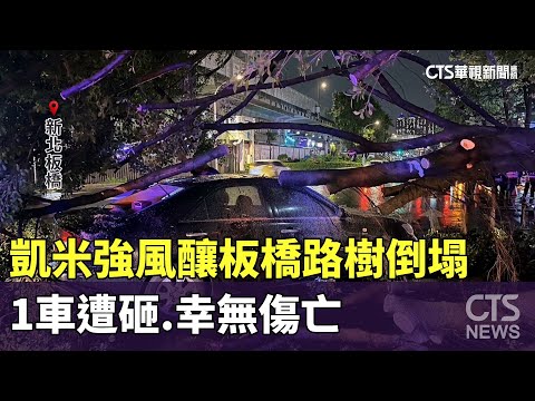 凱米強風釀板橋路樹倒塌　1車遭砸.幸無傷亡