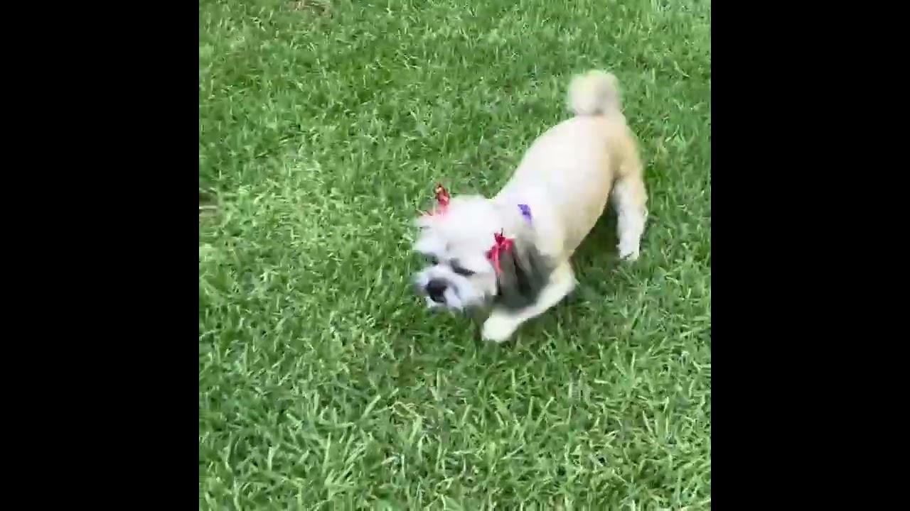 Enlarge LUNA, a Adopted Shih Tzu in Santa Monica, CA video 4/4