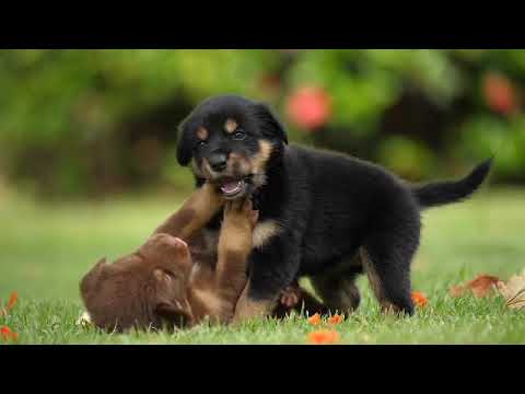 dog bonding funny video 😄😄😄😄😄