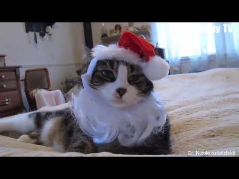 ¡LOS ANIMALES DIVERTIDOS FALLAN! 😁