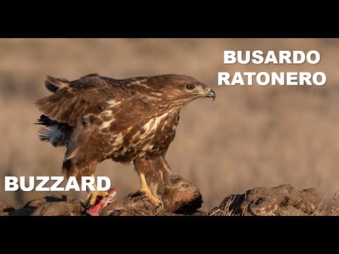 BUSARDO RATONERO | BUZZARD | Buteo buteo