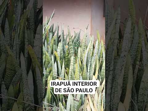 IRAPUÃ INTERIOR DE SÃO PAULO #SHORTS #VIRAL #papodefamilia #family