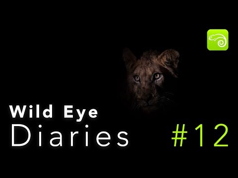 Wild Eye Diaries Episode 12