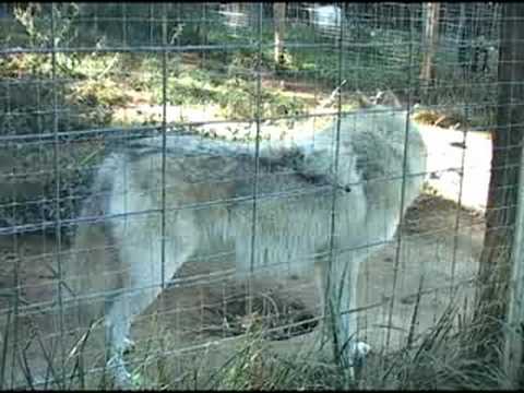 Habitats for Howlers