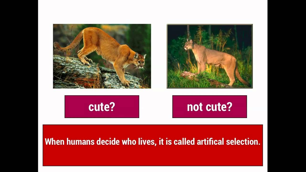 Evolution 1: Natural Selection vs. Artificial Selection