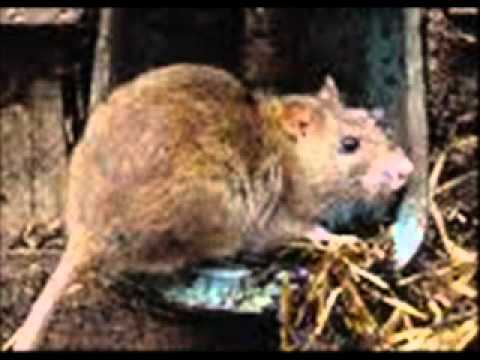 Saules Krasts - Viņu Liktenis