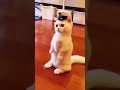 Cat Comedy Video Funny Cat Like Subscribe Thx For You