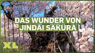Spektakuläre Naturwunder: Wenn Bäume zu Mythos und Legende werden | XXL Doku