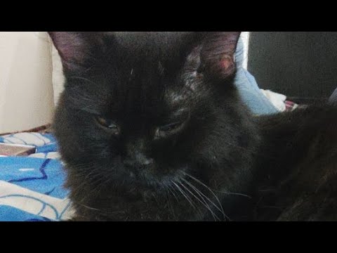 My Bunnies is going live! Live With My Zoya Cat 🐈 #live #cat #cats #animals