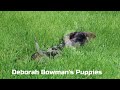 Miniature Dachshund dogs for sale: Leo - Video 1