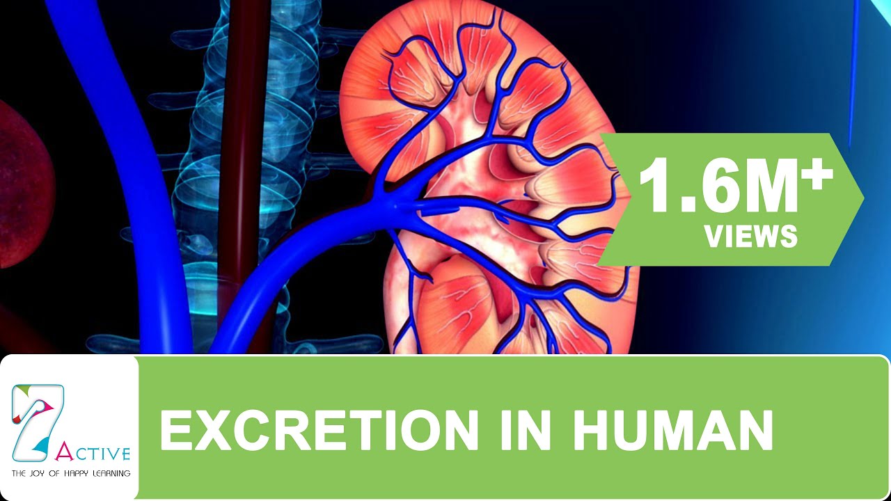 Excretion in human