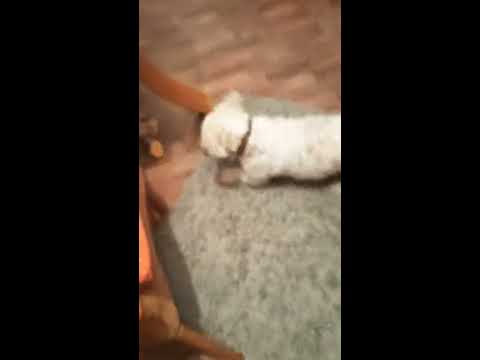 mein erstes  video  5Januar 2020