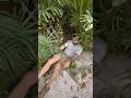 Travesuras De Los Aluxes Existen