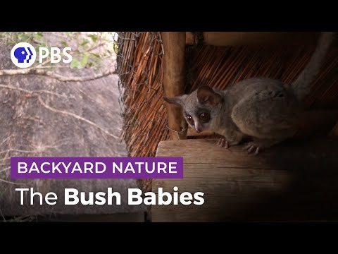 image-Do bush babies live in the jungle?