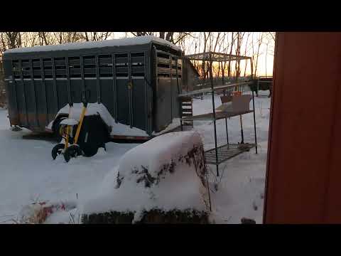 Evening chores on the farm ATV FARMS EP #43