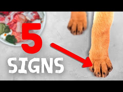 5 Signs Your Pet Might Have A Nutrient Deficiency
