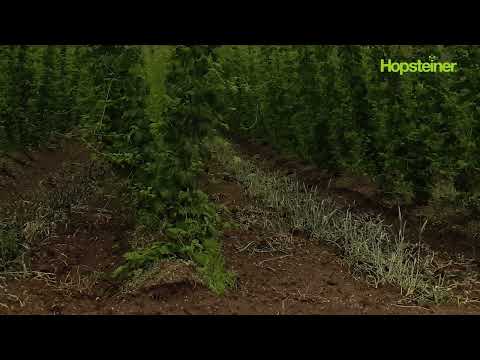 Witterungs- und Pflanzenstandsbericht – KW 24