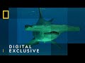 Sharks 101 | Sharkfest | National Geographic Wild UK