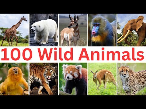 100 Most Popular Wild Animals You Need to Know