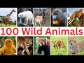 100 Most Popular Wild Animals You Need To Know