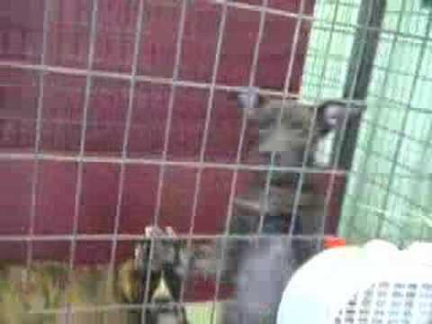 Dogs 2 Years After Katrina - St. Bernard Parish, LA