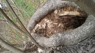 preview picture of video 'wild siedelnde Bienen in einem Baum bei Tharandt'