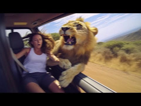 Woman Gets DRAGGED Out of Safari Car by Lion...