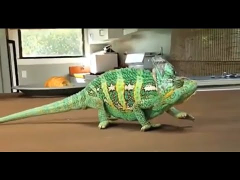 download lagu mp3 mp4 Chameleon Sound, download lagu Chameleon Sound gratis, unduh video klip Chameleon Sound