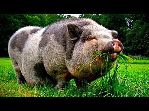 Вьетнамские свини тоже роют. Живу на хуторе не в Латгалии