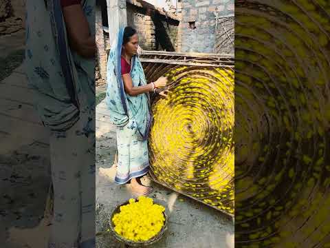 How Japanese Farming Million of SilkWorm for silk - Silk cocoon harvest and process in Factory