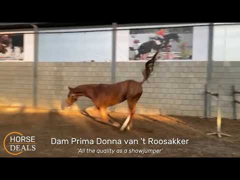 Embryo Dominator Z x Comme Il Faut