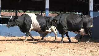 Vídeo 81 - 1ª ETAPA MEGA LIQUIDAÇÃO TOTAL AGROPECUÁRIA MARAJOARA - DIA 4 | GADO GIROLANDO E HOLANDÊS