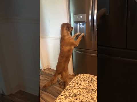 Les chiens sont des idiots