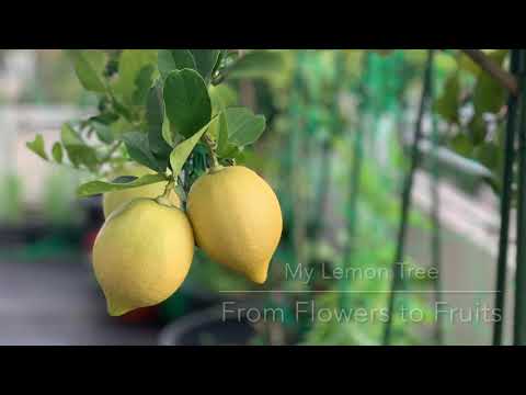 My Lemon Tree - From Flowers to Lemons