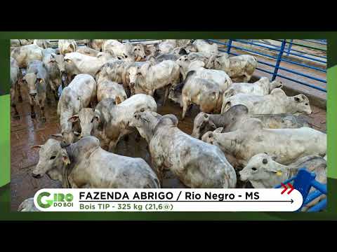 BOIADA PANTANEIRA DE TIP RENDE BÔNUS ACIMA DA MÉDIA EM MS; SAIBA MAIS