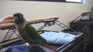 preview picture of video 'Verde the Parrot - Adopted'