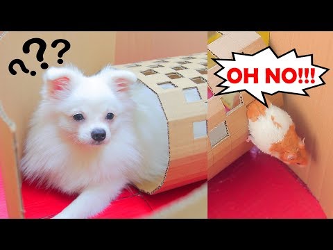Snowball Dog And Pudding Hamster Run In The Dog Letter Maze