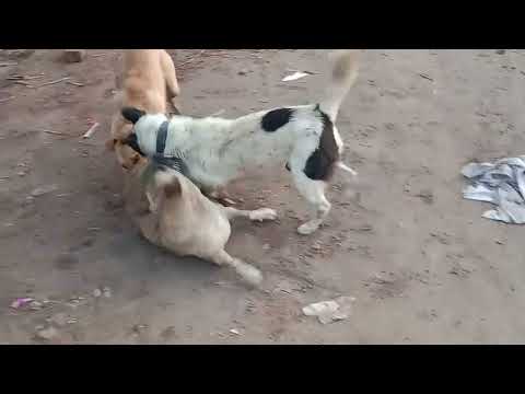Dogs play | Dogs play on road | animals | latif arain