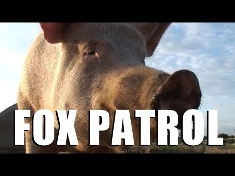 Protecting pigs from foxes Protecting pigs from foxes