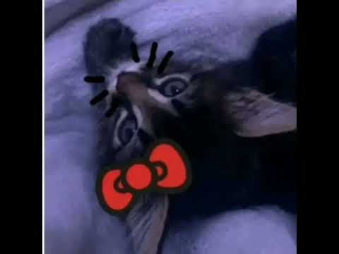 @Thestitchloverjaylenneandzamir@Zamira Bauza no hate ##fypage #fypシ゚viral #nohate #xyzbca