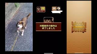 ポンチキのウッディバトル2  セミプロ卒業編